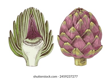 Artichokes hand drawn vector set