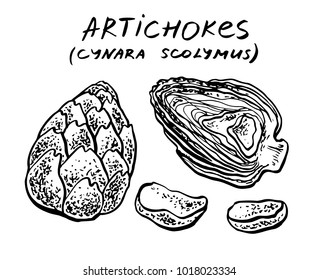 Artichokes. Vector hand drawn graphic illustration.