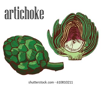 artichoke,vector,on a white background