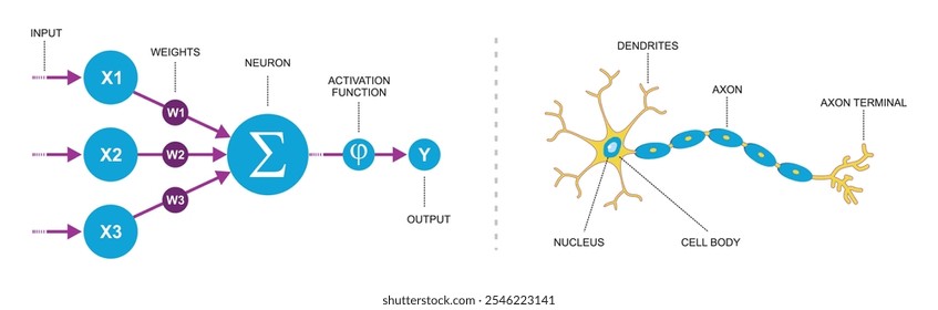 Redes de neurônios artificiais e biológicos, insights estruturais e funcionais em redes computacionais e neurais.