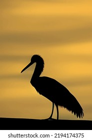 artificial intelligence drawings.bird silhouettes from nature.