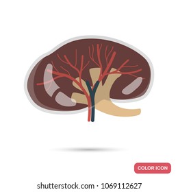 Artificial kidney color flat icon