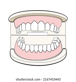 Artificial model teeth line art on white isolated background