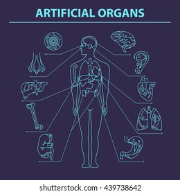 Artificial organs. EPS 10. Isolated objects