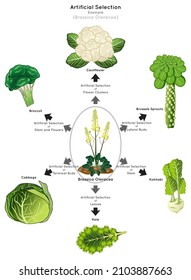 Artificial Selection Infographic Diagram example brassica oleracea human desirable breed stem leave bud flower get cauliflower broccoli cabbage kale kohlrabi heredity genetic science education vector