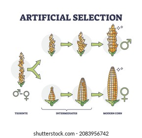 Artificial selection with selective breeding for vegetables outline diagram. Labeled educational corn development stages example with teosinte, intermediates or modern plant stages vector illustration