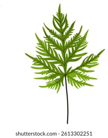 Artistic Beautiful troical green leaf issolated on white 