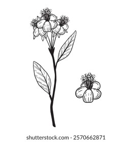 Artistic Botanical Illustration featuring a Flowering Plant, complete with its Leaves