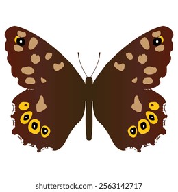 artistic butterfly speckled wood isolated ; isolated beautiful buterfly vector illustration