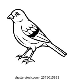 Artistic Canaries Bird Sketch Vector Illustration