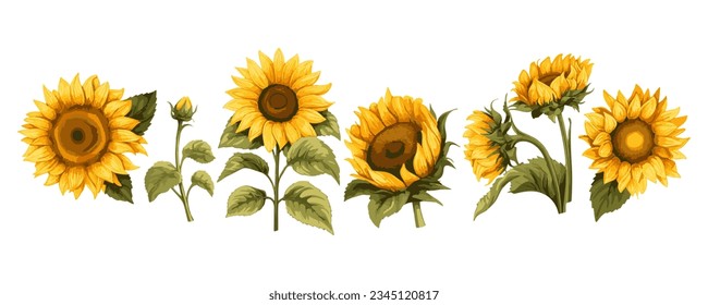 Imagen artística en color de girasoles brillantes al estilo acuarela. Juego de hermosos girasoles y hojas aisladas en un fondo blanco