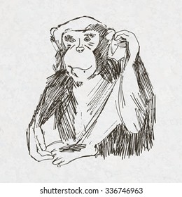 artistic drawing monkey Symbol of the Year 2016 by Chinese Horoscope