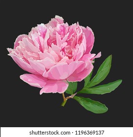 Artistic drawing in vector, not autotrace! A picturesque peony flower. Seasonal flower. Inflorescence and leaves. Hand drawing in a vector format.