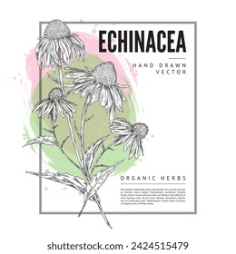 Artistic Echinacea herbal poster. Hand-drawn vector design with echinacea flowers over a splash of green and pink, ideal for organic and natural health themes