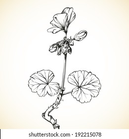 artistic hand drawn geranium flower