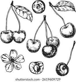 Artistic hand-drawn set of cherries and cherry blossom, featuring three, two, and one cherry, black and white sketch on clean white background