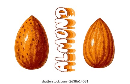 Artistic hand-painted watercolor illustration of whole almond with shell and peeled almond kernel. Rustic organic style perfect for food packaging and health-focused designs.