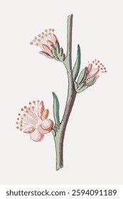 Artistic illustration of a flowering branch with delicate pink blossoms. Botanical art featuring a branch with pink flowers. Elegant floral design with blossoms. Vintage illustration isolated, vector.