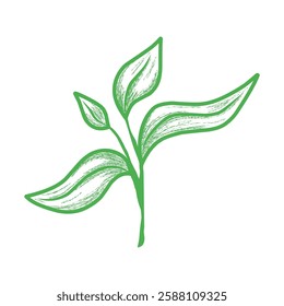 Artistic illustration of a green plant leaf, beautifully sketched green plant leaf perfect for nature-themed designs and eco-friendly products.