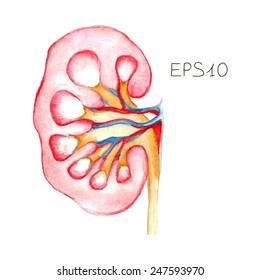 Artistic Illustration Of Human Kidney, Vectorized Image.