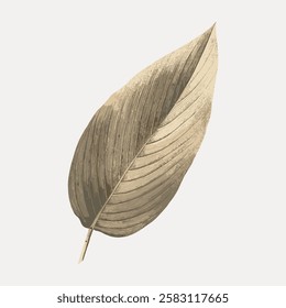 Artistic illustration of a single leaf with intricate texture. The leaf is depicted in a neutral tone, detailed veins and a natural, organic shape. Vintage botanical leaf illustration vector.