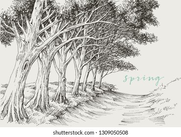 Artistic landscape, an alley in the park under the trees hand drawing