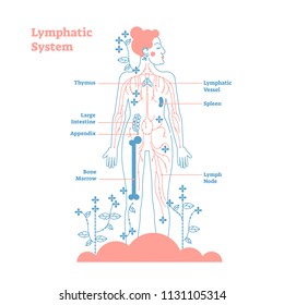 Artistic Lymphatic System Anatomical Vector Illustration Diagram Poster, Decorative And Elegant Medical Scheme With Lymph Nodes And Tissue Fluid Circulation Flow Network.Stylized Outline Female Design