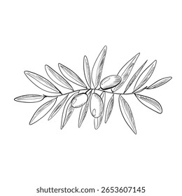 A representação artística de um ramo de oliveira apresenta folhas alongadas e azeitonas maduras. O desenho a linha exala elegância e simplicidade, mostrando a beleza da natureza.