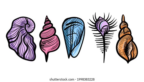 Artistic seashell illustration. Hand-drawn vector illustration. Line-art style drawing.
