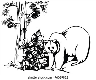 artistic sketch -  bear in the forest with pine and raspberry cane -  vector drawing