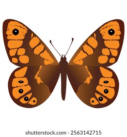 artistic Speckled Wood butterfly isolated  ; isolated beautiful buterfly vector illustration