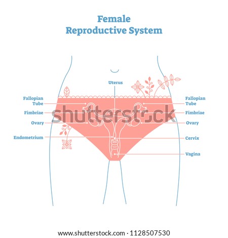 female pictures educational vagina Female pictures educational vagina