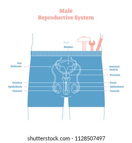 Artistic Style Male Reproductive System Vector Illustration Educational Poster. Health And Medicine Labeled Diagram,male Sexual Organ Cross Section With Bladder,penis And Testicles