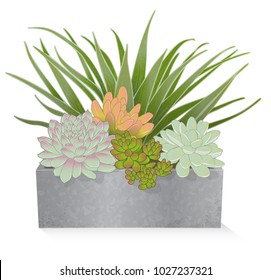 Artistic, stylized rendering of succulents in a rustic, galvanized planter box on a white background