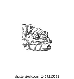 Artistic vector illustration of a shell in detailed sketch style, perfect for marine and nautical themed designs.