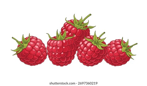 Ilustração artística vetorial apresentando um conjunto de framboesas maduras, vermelho-rubi com as suas sépalas verdes sobre um fundo branco limpo.