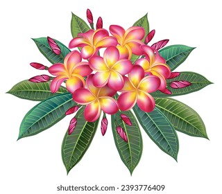 Artistically drawn plumeria branch with green leaves and pink, luxuriantly blooming flowers on white background. Pink plumeria.