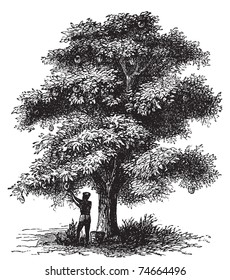 Artocarpe, Breadfruit or Artocarpus altilis old engraving. Old engraved illustration of of a man harversting a breadfruit tree.