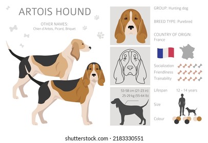 Artois hound clipart. Different poses, coat colors set. vector illustration