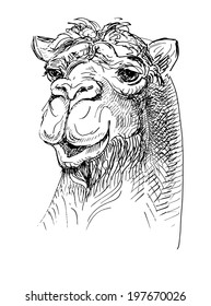 artwork camel, sketch black and white drawing of realistic head animal, isolated on white background