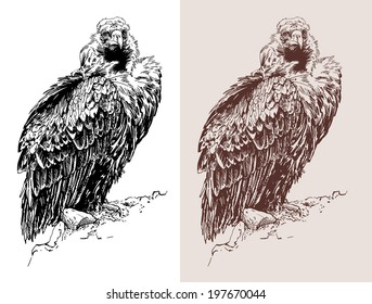 artwork of griffon vulture (Aegypius monachus), known as the black vulture, monk vulture, or eurasian black vulture, black and white sketch digital drawing, and sepia version, vector illustration