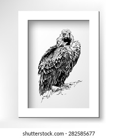 artwork of griffon vulture (Aegypius monachus), known as the black vulture, monk vulture, or eurasian black vulture, black sketch digital drawing with white minimalistic frame, vector illustration