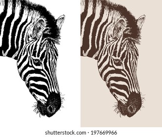 artwork head profile zebra, digital sketch of animal, realistic black and white drawing and sepia version, isolated on white background, vector illustration