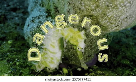 Artwork on canvas. The text "Dangerous" on an artistic background. A work of art for interior decoration.