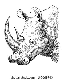 artwork rhinoceros, sketch black and white drawing of realistic head animal, isolated on white background