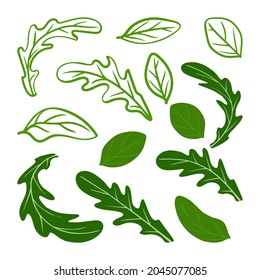 Arugula and basil leaves set. Vector illustration. A concept for stickers, posters, postcards, websites