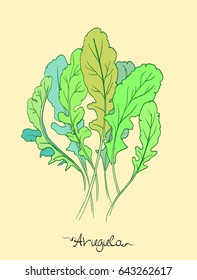 Arugula botanical vector illustration in engraved style with lettering.