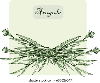 Arugula: bunch of arugula. Hand drawn ink illustration. Food design.