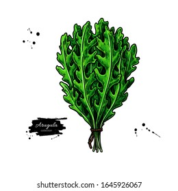 Arugula bunch vector illustration. Detailed botanical drawing of rucola. Farm market vegetable product. Salad ingredient. Isolated sketch on white background.