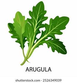 Arugula em estilo de desenho animado em um fundo branco. Ilustração vetorial.